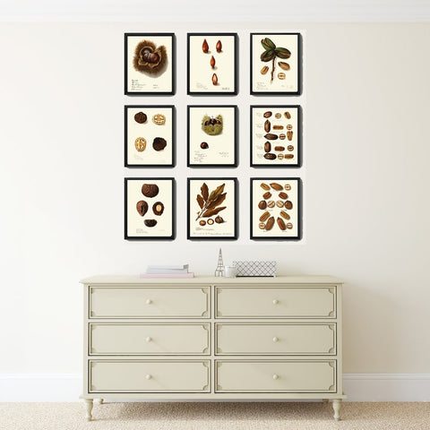 Nuts Prints Wall Art Set 6 Beautiful Vintage Botanical Nut Tree Chart Walnut Pecan Peanut Macadamia Brazilian Nut Home Decor to Frame NUTS