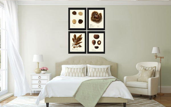 Nuts Kitchen Dining Room Wall Art Prints Set of 4 Beautiful Antique Vintage Nut Variety Tree Branch Brown Natural Home Decor to Frame NUTS