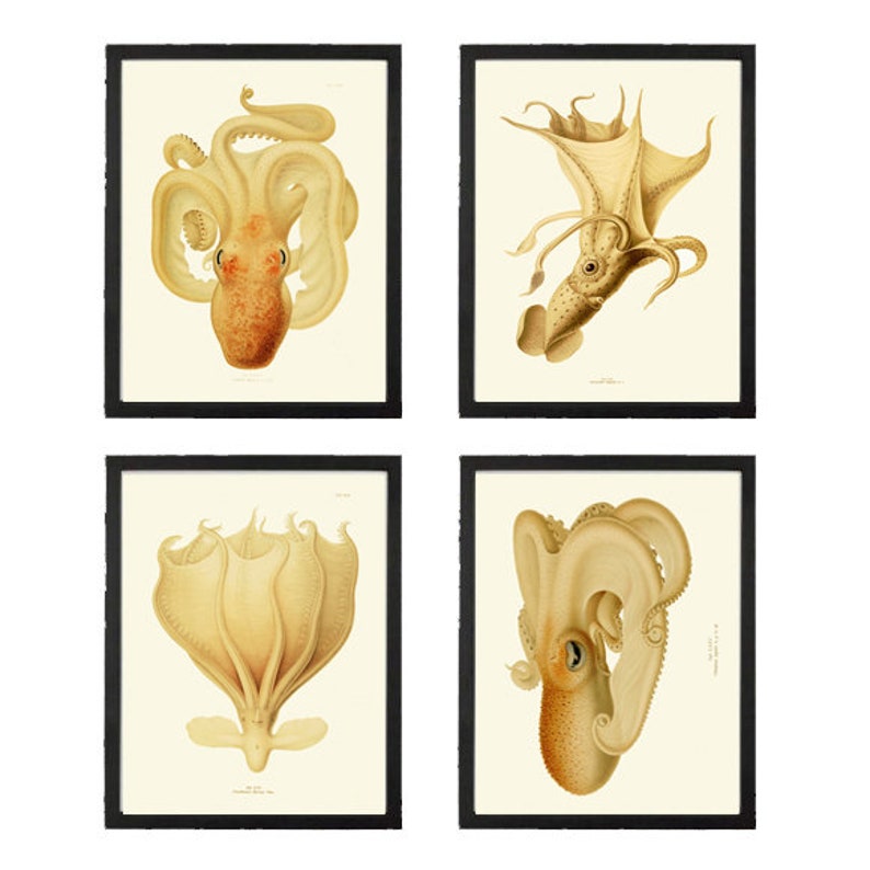 Octopus Squid Prints Wall Art Set of 4 Beautiful Antique Vintage Sea Ocean Beach Tropical Marine Science Nautical Home Decor to Frame ODC