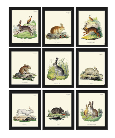 Rabbit Bunny Animal Pet Wall Art Set of 9 Prints Beautiful Antique Vintage Farm Farmhouse Office Playroom Nursery Home Decor to Frame BUNNY