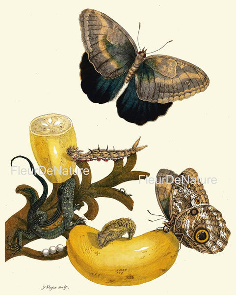 Tropical Flowers Fruit Butterflies Botanical Wall Art Print Set of 9 Antique Vintage Dining Living Room Decor Illustration to Frame SIBY