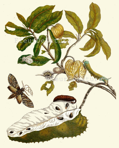 Tropical Flowers Fruit Butterflies Botanical Wall Art Print Set of 9 Antique Vintage Dining Living Room Decor Illustration to Frame SIBY