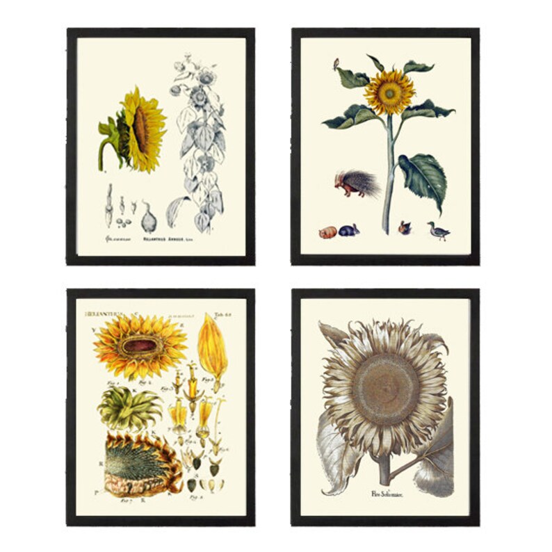 Sunflower Wall Art Print Set of 4 Beautiful Antique Vintage Yellow Country Outdoor Farmhouse Farm Flower Wildflowers Home Decor to Frame SUN