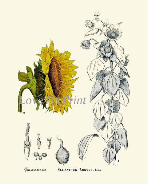 Sunflower Wall Art Print Set of 4 Beautiful Antique Vintage Yellow Country Outdoor Farmhouse Farm Flower Wildflowers Home Decor to Frame SUN