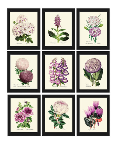 Violet Purple White Flowers Wall Art Botanical Prints Set of 9 Beautiful Antique Vintage Petunia Rose Geranium Cyclamen Decor to Frame TFM
