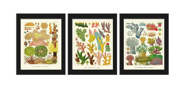 Corals Wall Art Set of 3 Prints Beautiful Antique Vintage Colorful Sea Ocean Marine Nature Science Beach Vacation Home Decor to Frame GBR