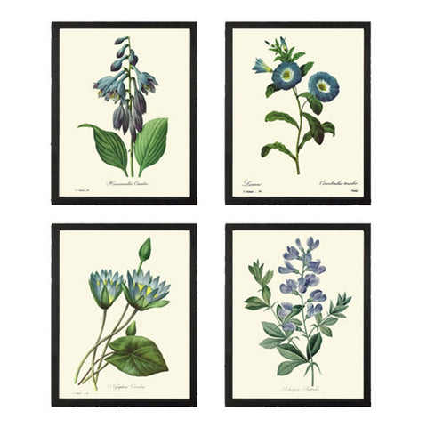 Blue Flowers Botanical Wall Art Set of 4 Prints Beautiful Vintage Daylily Bindweed Lotus Water Lily Illustration Home Decor to Frame REDT