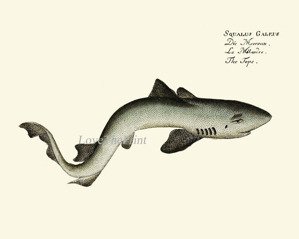 Shark Prints Wall Art Set of 4 Beautiful Antique Vintage Sea Ocean Beach Tropical Marine Science Nautical Fish Home Room Decor to Frame BL