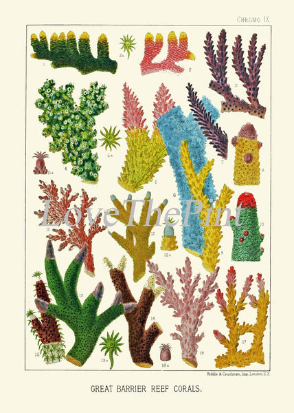 Corals Wall Art Set of 4 Prints Beautiful Antique Vintage Sea Colorful Red Blue Green Orange Coral Tropical Beach Home Decor to Frame GBR