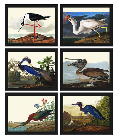John James Audubon Birds Wall Art Prints Vintage Antique Set of 6 Ibis Crane Heron Pelican Home Room Decor Illustration Poster to Frame JJA