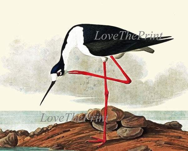 John James Audubon Birds Wall Art Prints Vintage Antique Set of 6 Ibis Crane Heron Pelican Home Room Decor Illustration Poster to Frame JJA