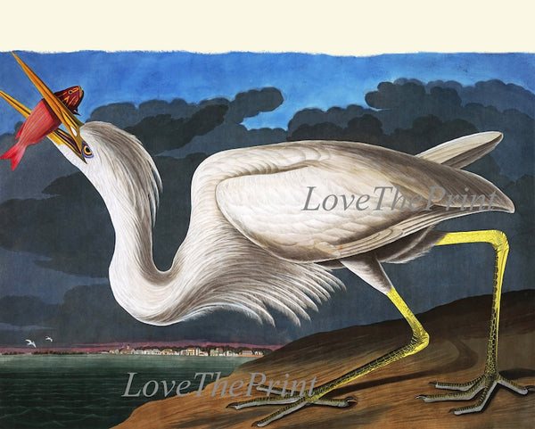 John James Audubon Birds Wall Art Prints Vintage Antique Set of 6 Ibis Crane Heron Pelican Home Room Decor Illustration Poster to Frame JJA