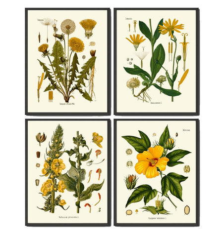 Yellow Flower Botanical Wall Art Set of 4 Prints Beautiful Antique Vintage Dandelion Hibiscus Floral Interior Design Home Decor to Frame KOH
