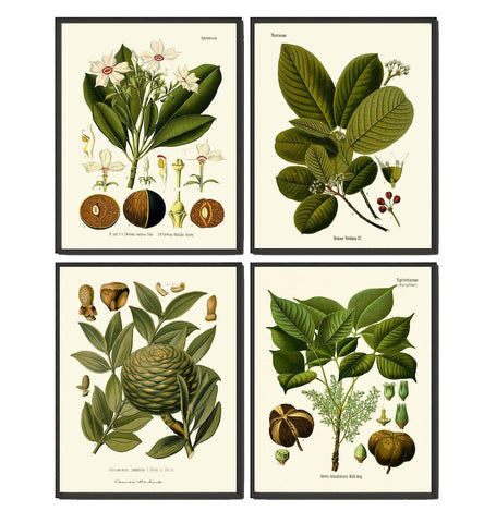 Green Leaf Tree Branch Botanical Wall Art Set of 4 Print Beautiful Antique Vintage Kitchen Dining Room Office Nature Home Decor to Frame KOH
