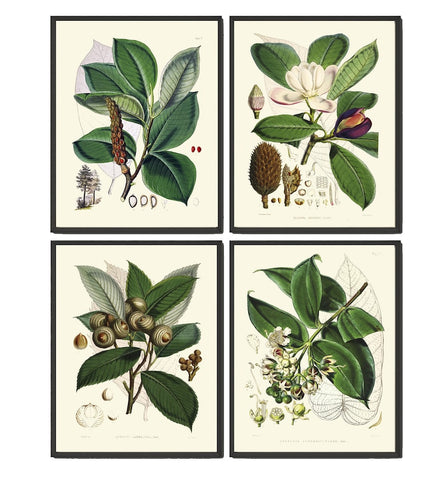 Green Leaf Tree Branch Botanical Wall Art Set of 4 Print Beautiful Antique Vintage Kitchen Dining Room Office Nature Home Decor to Frame FIT