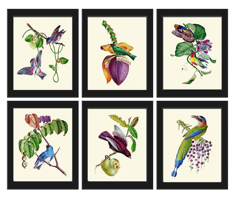 Bird Prints Wall Art Print Set 6 Beautiful Vintage Antique Purple Violet Lilac Tropical Banana Passion Fruit Flower Home Decor to Frame OBB