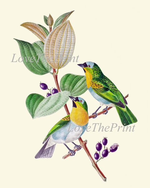 Beautiful Vintage Antique Birds Wall Art Prints Set of 3 Home Room Decor to Frame Blue Yellow Green Outdoor Nature Tropical Home Decor BNOD