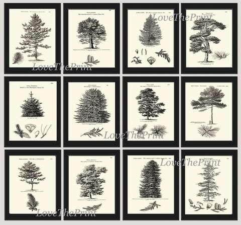 Pine Tree Wall Art Set of 12 Prints Beautiful Vintage Antique Trees Varieties Interior Design Designer Gallery Home Room Decor to Frame LODT