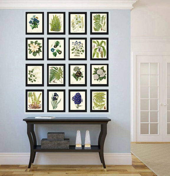 Ferns and Flowers Botanical Wall Art Set of 16 Prints Beautiful Antique Vintage Large Gallery Interior Design Designer Home Decor to Frame