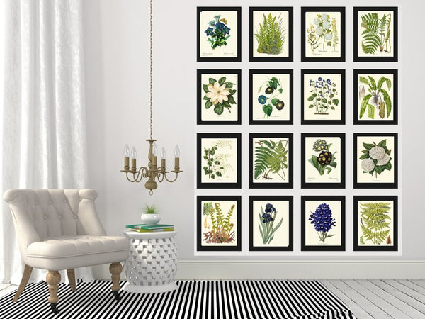 Ferns and Flowers Botanical Wall Art Set of 16 Prints Beautiful Antique Vintage Large Gallery Interior Design Designer Home Decor to Frame