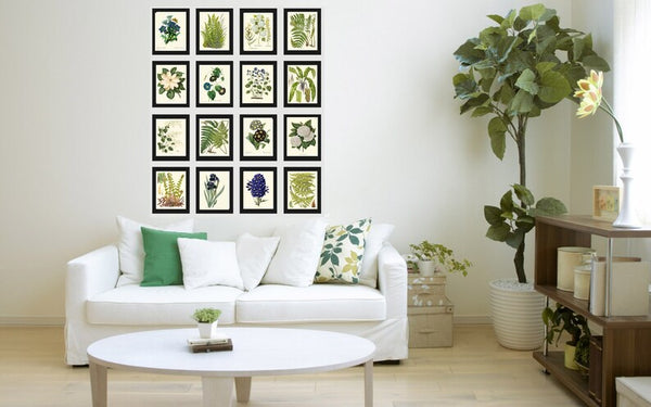 Ferns and Flowers Botanical Wall Art Set of 16 Prints Beautiful Antique Vintage Large Gallery Interior Design Designer Home Decor to Frame