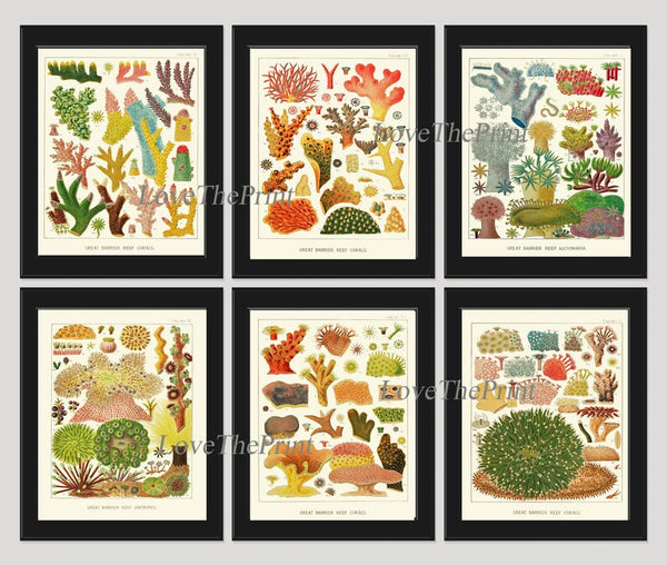 Corals Wall Art Set of 6 Prints Beautiful Antique Vintage Sea Colorful Red Blue Green Nautical Natural History Beach Home Decor to Frame GBR