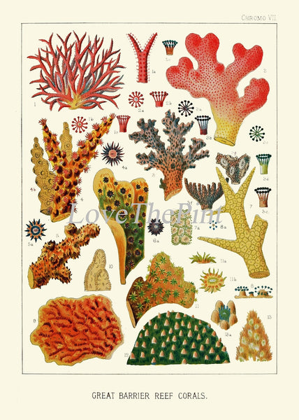 Corals Wall Art Set of 6 Prints Beautiful Antique Vintage Sea Colorful Red Blue Green Nautical Natural History Beach Home Decor to Frame GBR