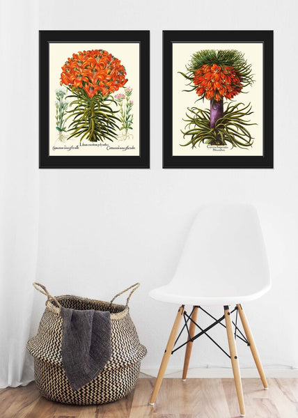 Orange Botanical Prints Wall Art Set of 2 Beautiful Antique Vintage Lily and Crown Imperial Fritillary Flowers Home Room Decor to Frame BESL