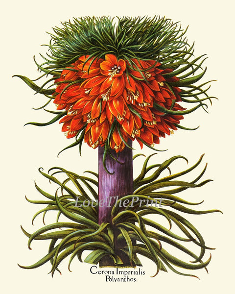 Orange Botanical Prints Wall Art Set of 2 Beautiful Antique Vintage Lily and Crown Imperial Fritillary Flowers Home Room Decor to Frame BESL