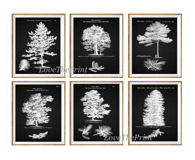 Trees Pine Tree Botanical Wall Art Set of 6 Prints Beautiful Vintage Antique Black Background White Interior Design Home Decor to Frame LODT