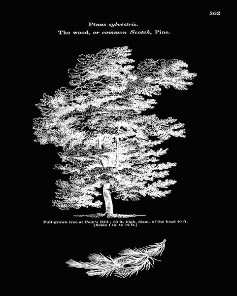 Trees Pine Tree Botanical Wall Art Set of 6 Prints Beautiful Vintage Antique Black Background White Interior Design Home Decor to Frame LODT