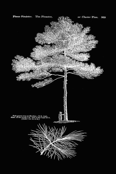 Trees Pine Tree Botanical Wall Art Set of 6 Prints Beautiful Vintage Antique Black Background White Interior Design Home Decor to Frame LODT