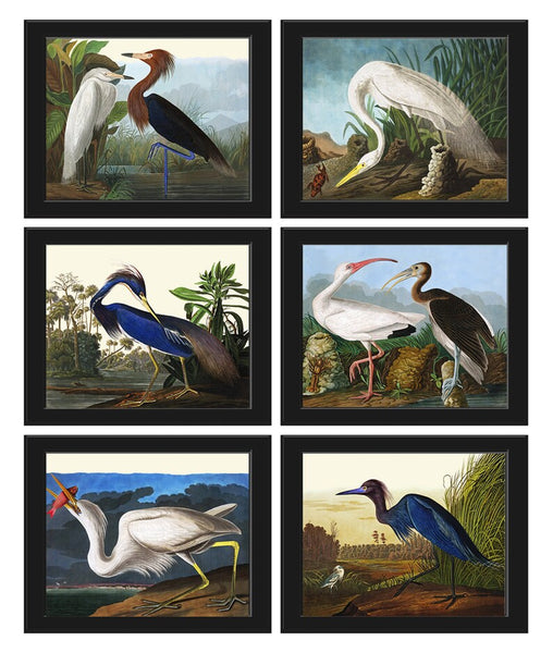 John James Audubon Birds Wall Art Prints Vintage Antique Set of 6 Blue White Crane Heron Home Room Decor Illustration Poster to Frame JJA