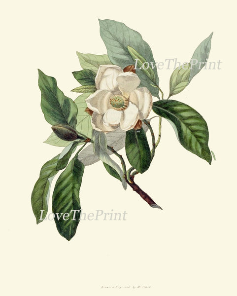 White Magnolia Botanical Prints Wall Decor Art Set of 6 Beautiful Vintage Antique Southern Tree Flowers Home Decor Decoration to Frame MAGN