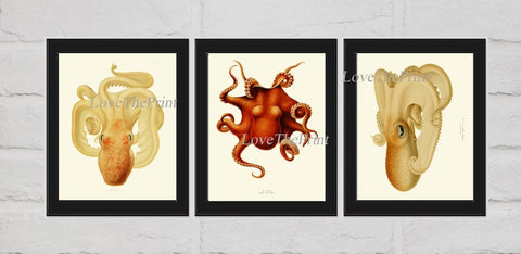 Octopus Prints Wall Art Set of 3 Beautiful Antique Vintage Sea Ocean Beach Tropical Marine Science Nautical Poster Home Decor to Frame ODC