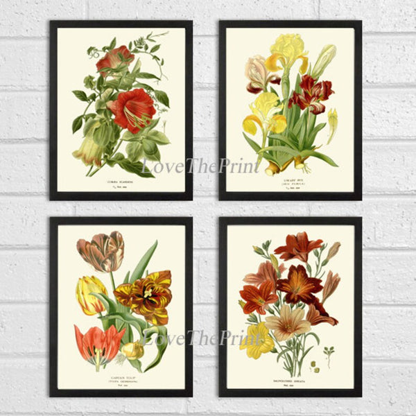 Botanical Print Set of 4 Prints Tulip Lily Iris Beautiful Antique Wall Art Colorful Flowers Floral Illustration Home Room Decor to Frame STE