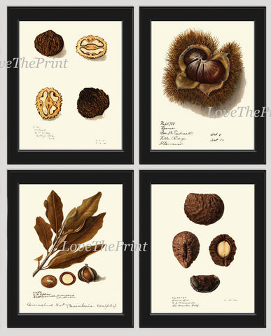 Nuts Kitchen Dining Room Wall Art Prints Set of 4 Beautiful Antique Vintage Nut Variety Tree Branch Brown Natural Home Decor to Frame NUTS