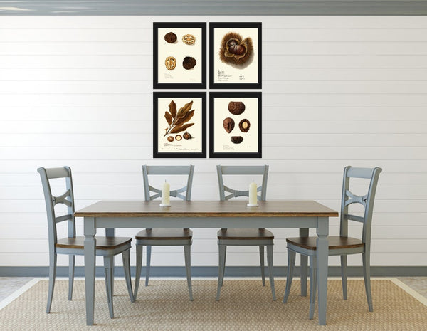 Nuts Kitchen Dining Room Wall Art Prints Set of 4 Beautiful Antique Vintage Nut Variety Tree Branch Brown Natural Home Decor to Frame NUTS