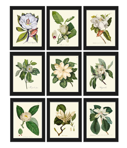 Magnolia Botanical Prints Wall Art Home Decor Set of 9 Beautiful Vintage Antique White Flowers Home Decor Interior Design to Frame MAGN