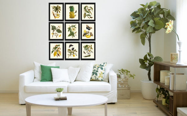 Tropical Flowers Fruit Butterflies Botanical Wall Art Print Set of 9 Antique Vintage Dining Living Room Decor Illustration to Frame SIBY