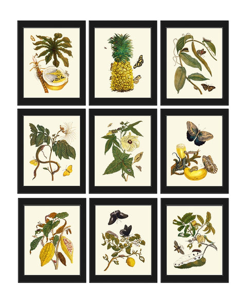 Tropical Flowers Fruit Butterflies Botanical Wall Art Print Set of 9 Antique Vintage Dining Living Room Decor Illustration to Frame SIBY