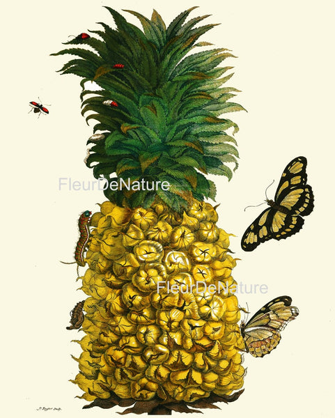 Tropical Flowers Fruit Butterflies Botanical Wall Art Print Set of 9 Antique Vintage Dining Living Room Decor Illustration to Frame SIBY
