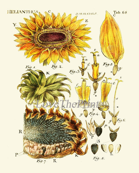 Sunflower Decor Wall Art Print Set of 4 Beautiful Antique Vintage Yellow Flowers Illustration Picture Painting Home Decoration to Frame SUN