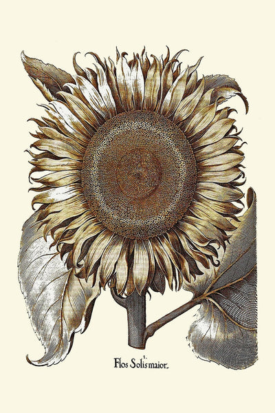 Sunflower Wall Art Print Set of 4 Beautiful Antique Vintage Yellow Country Outdoor Farmhouse Farm Flower Wildflowers Home Decor to Frame SUN