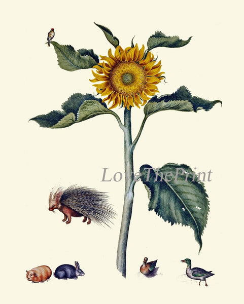 Sunflower Wall Art Print Set of 4 Beautiful Antique Vintage Yellow Country Outdoor Farmhouse Farm Flower Wildflowers Home Decor to Frame SUN