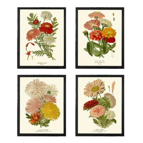 Chrysanthemum Wall Art Flowers Plant Botanical Print Set of 4 Beautiful Antique Vintage Colorful Flowers Home Decor Decoration to Frame STE