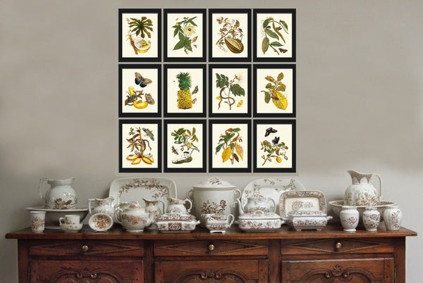Botanical Wall Art Print Set of 12 Antique Vintage Tropical Flower Butterflies Fruit Dining Living Room Kitchen Wall Art Decor to Frame SIBY
