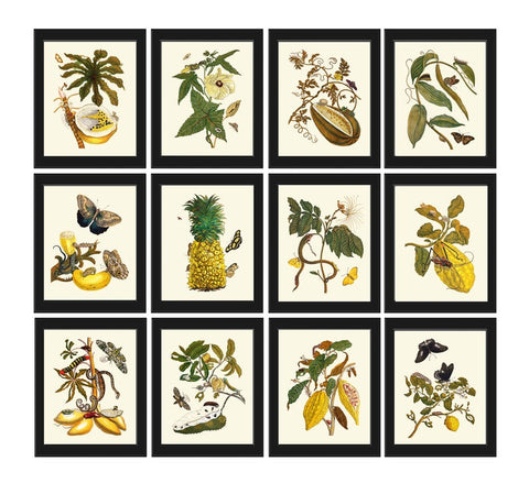 Botanical Wall Art Print Set of 12 Antique Vintage Tropical Flower Butterflies Fruit Dining Living Room Kitchen Wall Art Decor to Frame SIBY