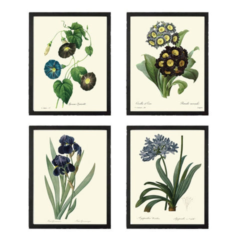 Blue Flowers Botanical Wall Art Set of 4 Prints Beautiful Vintage Primula Moonflower Iris Agaphantus Illustration Home Decor to Frame REDT