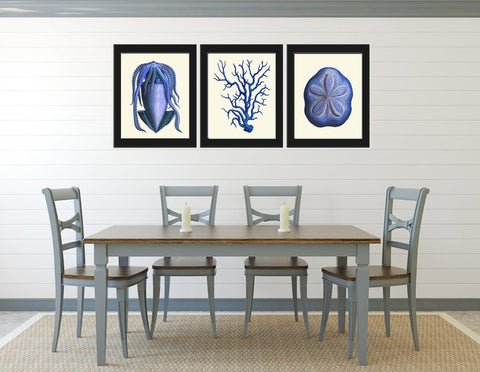 Blue Vintage Coral Send Dollar Wall Art Set of 3 Prints Beautiful Antique Sea Shells Ocean Beach House Decoration Home Decor to Frame NODB